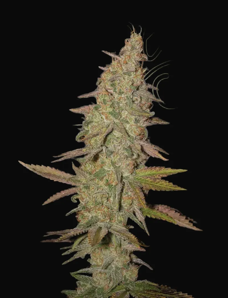 Arjan's Ultra Haze 1