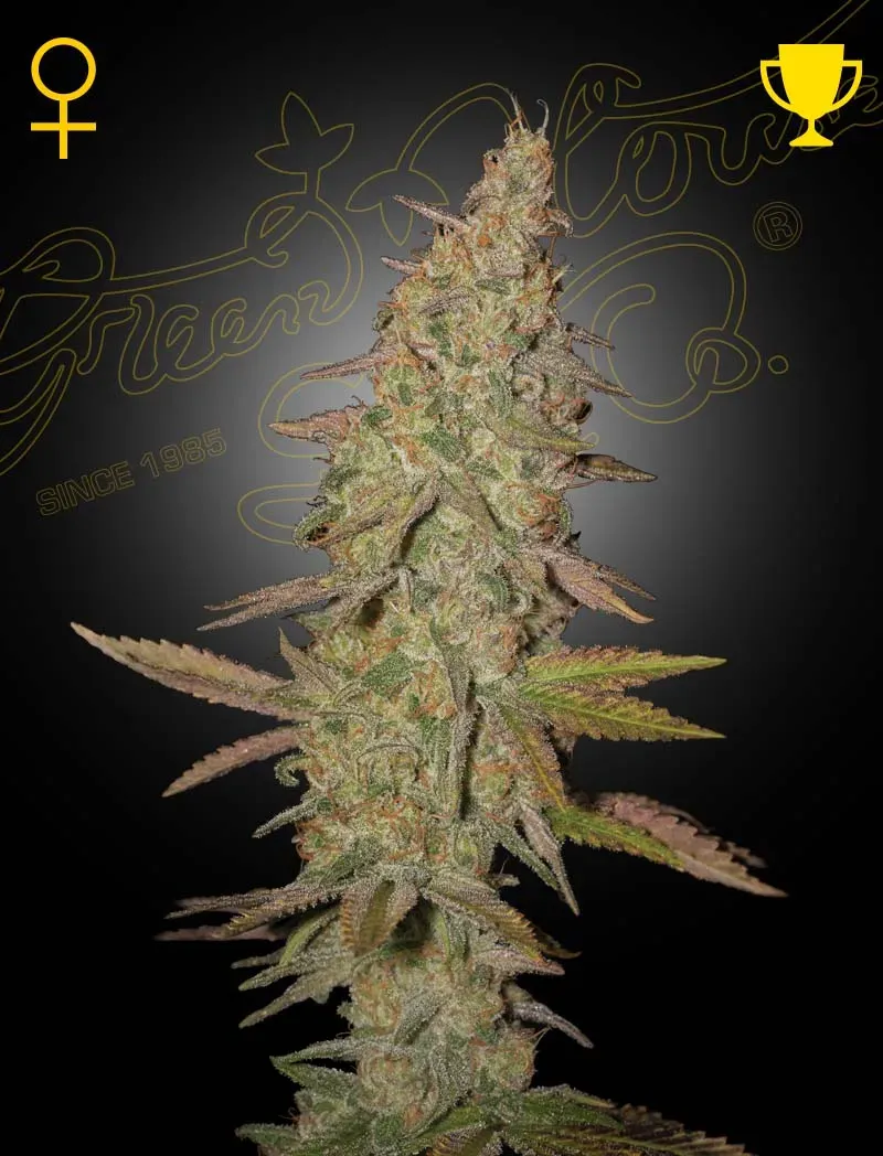 Arjan's Ultra Haze 1