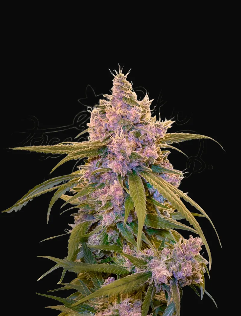 Arjan's Ultra Haze 2