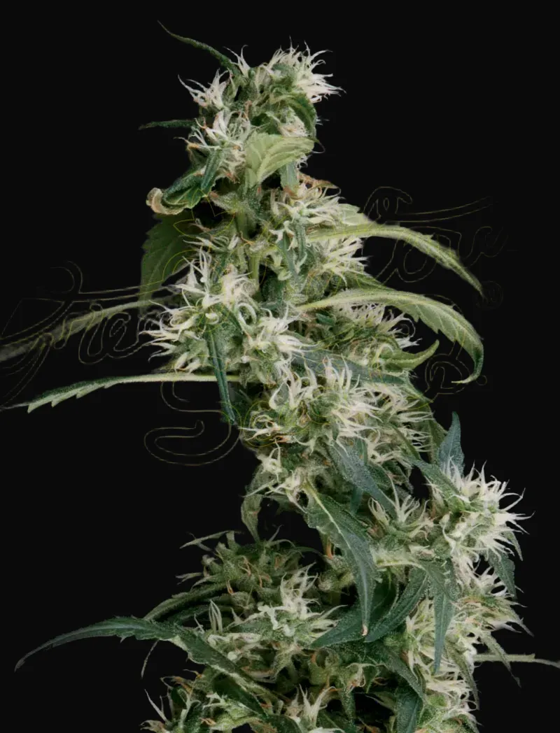 Arjan's Ultra Haze 2 (Mango haze)