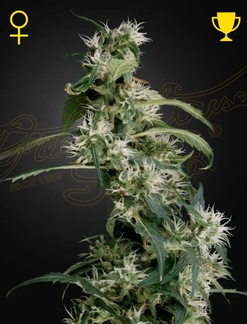 Arjan's Ultra Haze 2 (Mango haze)