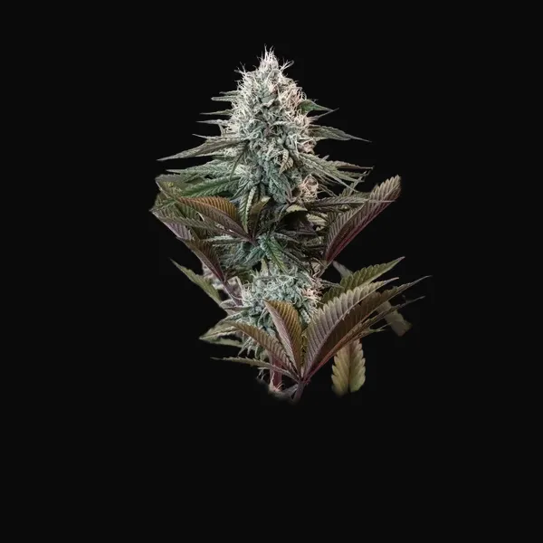 Astro Lemonade F1
