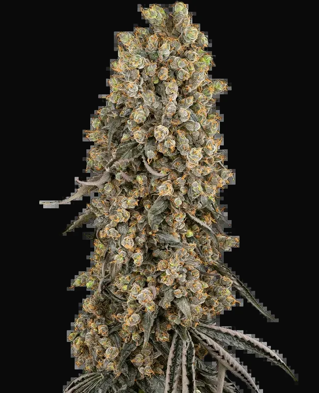 Atomic Blue Dream