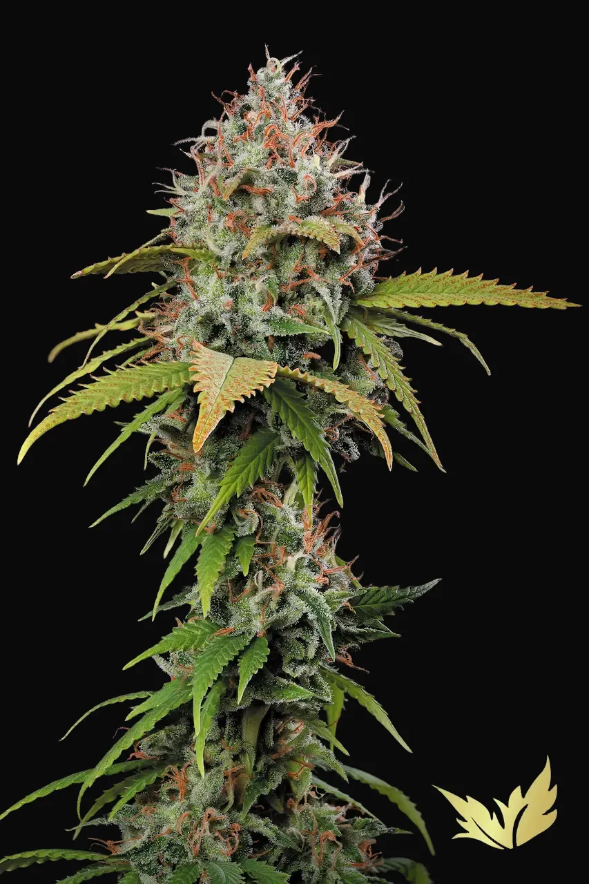 Atomical Haze