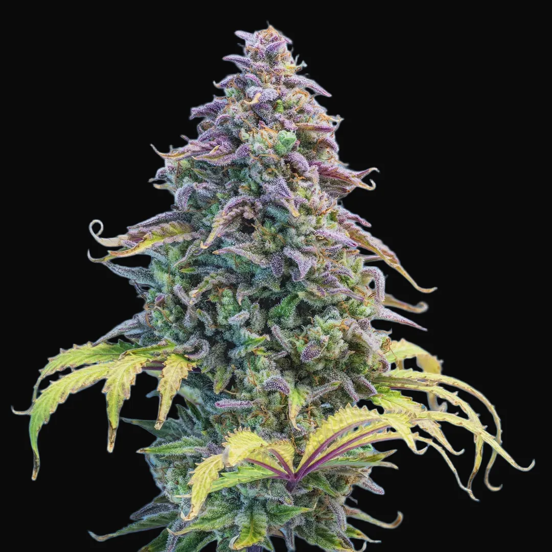 Aunt Ginny's Elixir CBD Auto