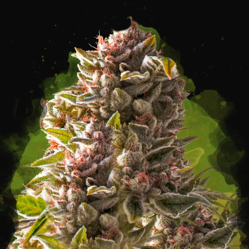 Aurora Indica Auto