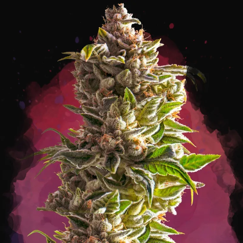 Aurora Indica