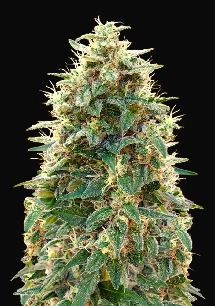 Auto 00 Cheese