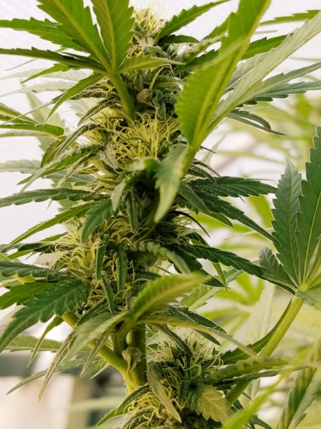 Auto #1