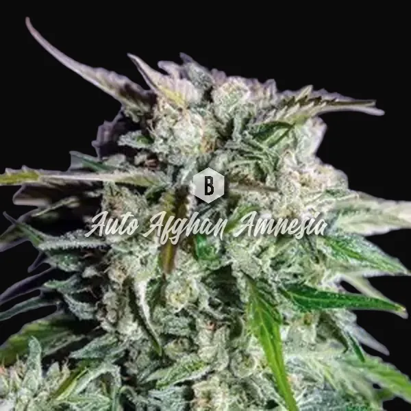 Auto Afghan Amnesia