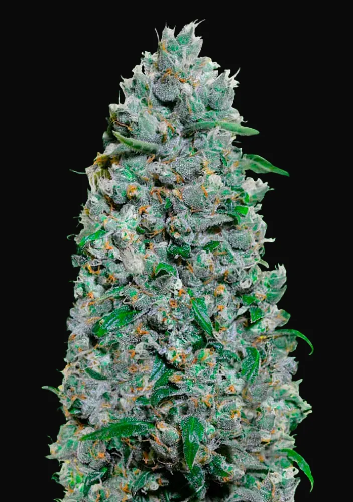 Auto Afghan Mass XXL