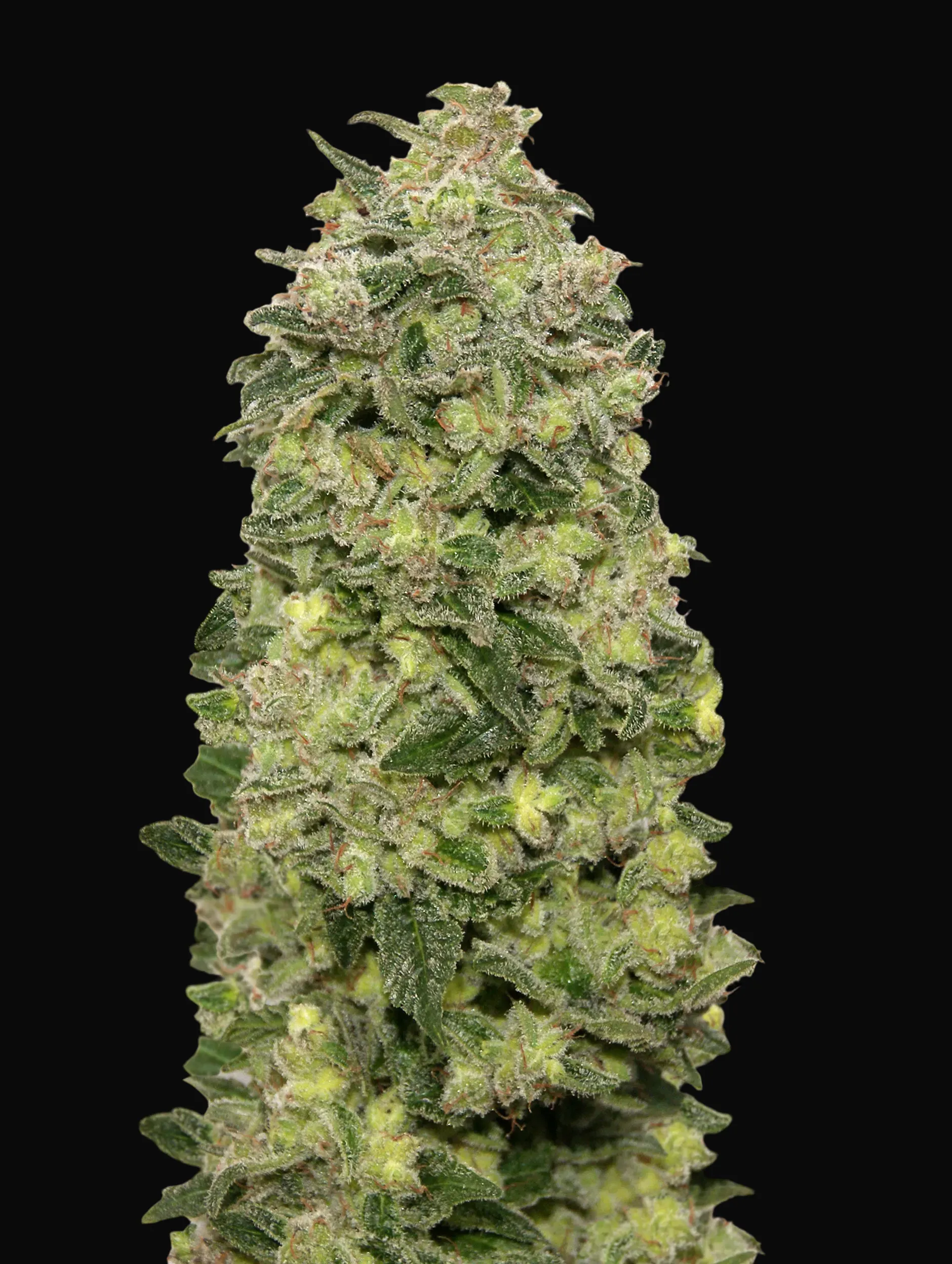 Auto Afghan Skunk