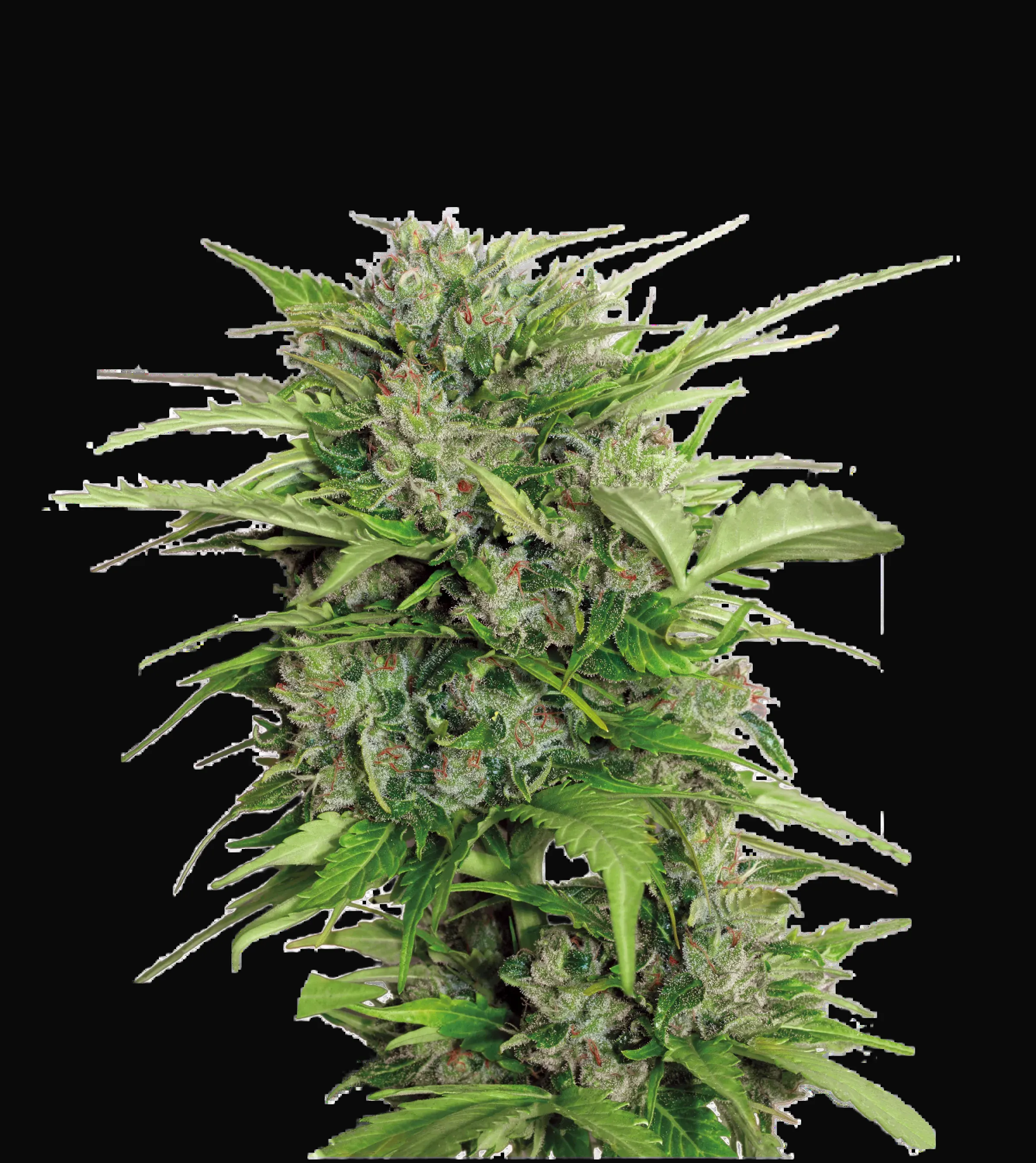 Auto AK-47