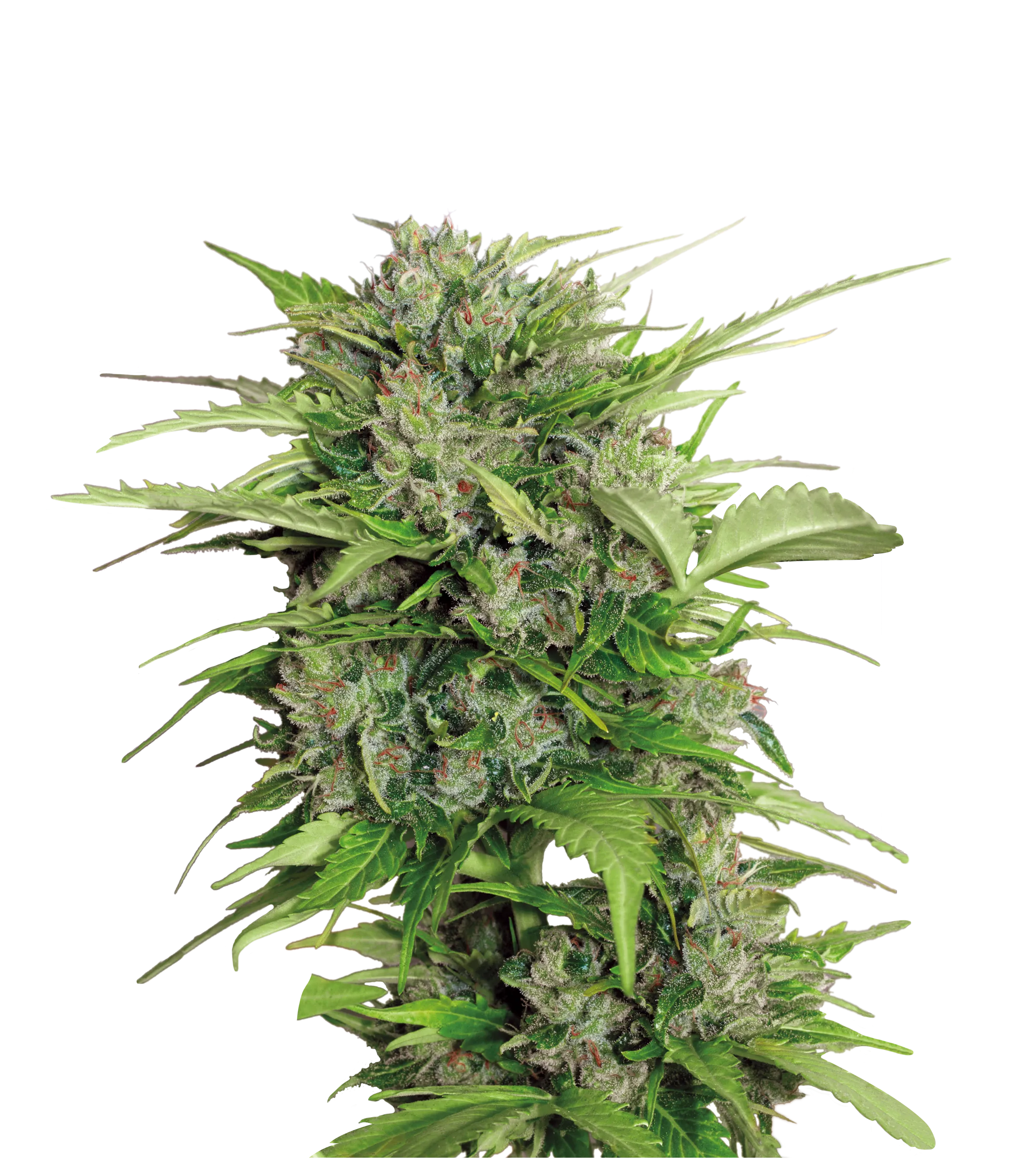 Auto AK-47