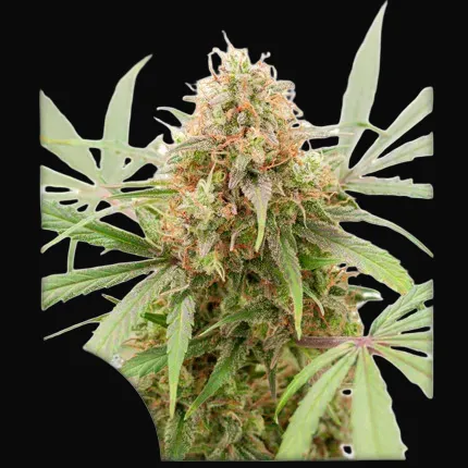 Auto AK Triple Haze