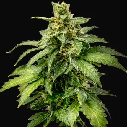 Auto AK Triple Haze
