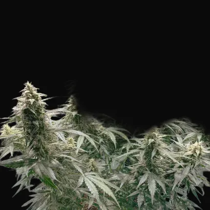 Auto AK Triple Haze