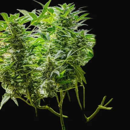 Auto AK Triple Haze