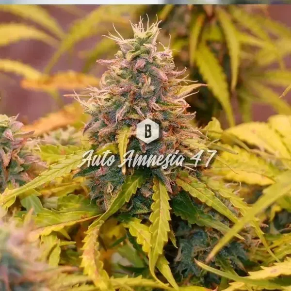 Auto Amnesia 47