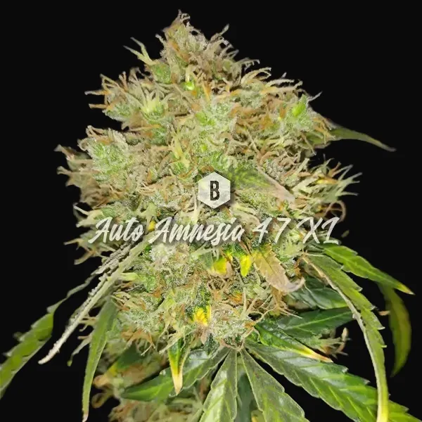 Auto Amnesia 47 XL