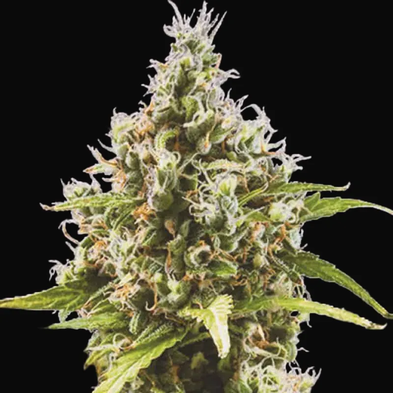 Auto Amnesia Haze