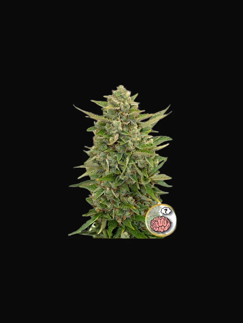 Auto Amnesia