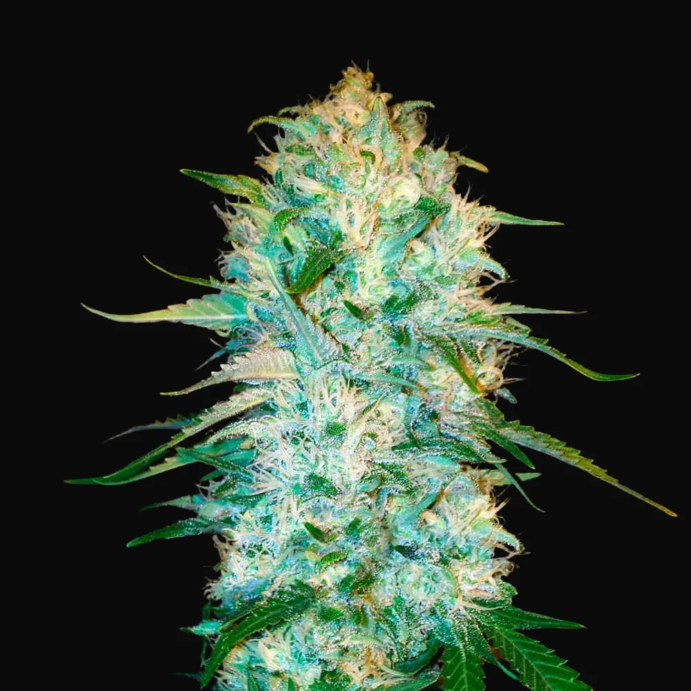 Auto Amnesia Platinum