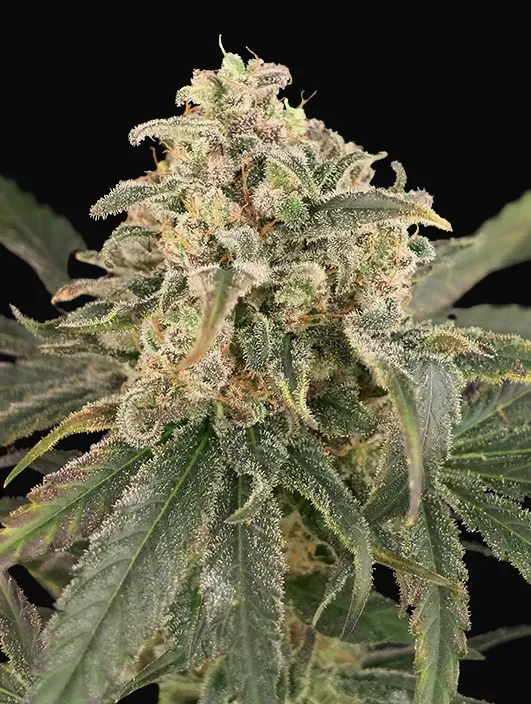 Auto Amnesia XXL