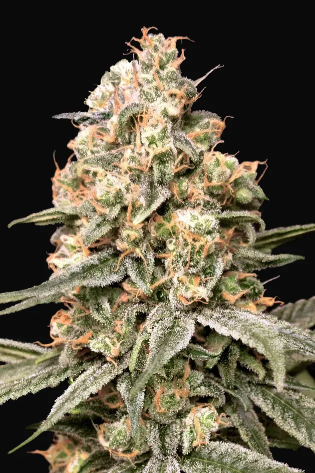 Auto Apple Fritter