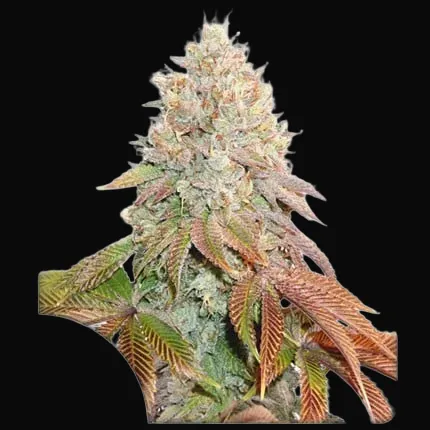 Auto Banana Blaze