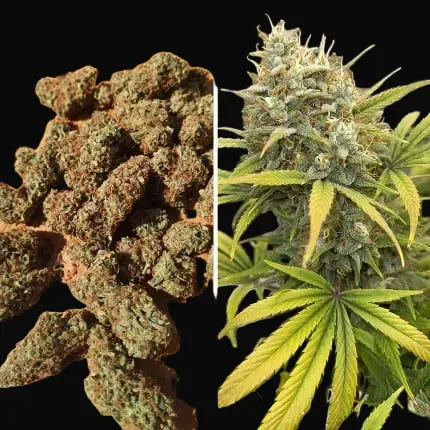 Auto Banana Blaze