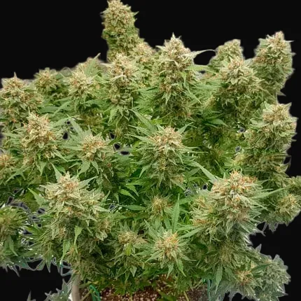 Auto Banana Blaze