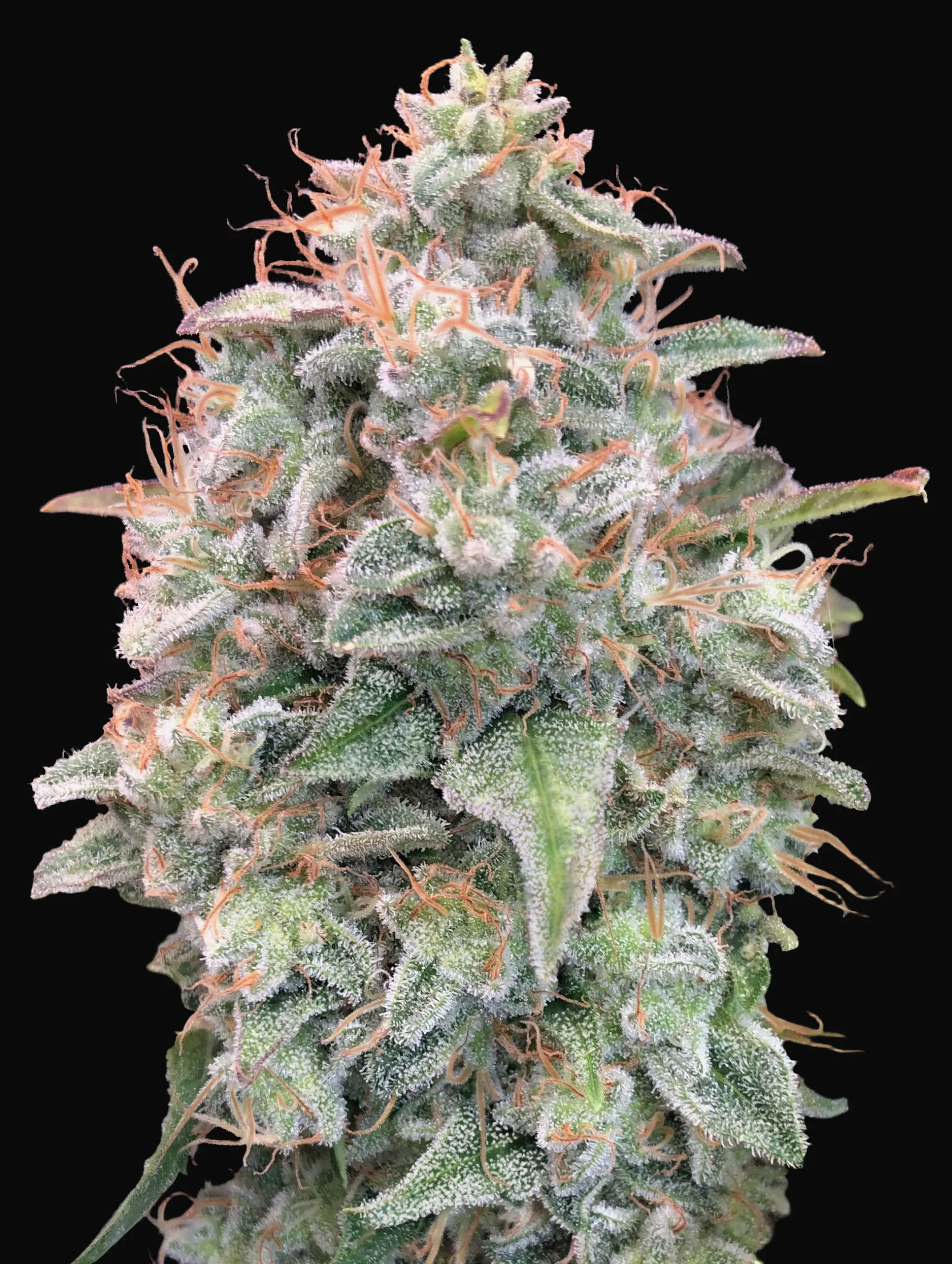 Auto Banana Cookies