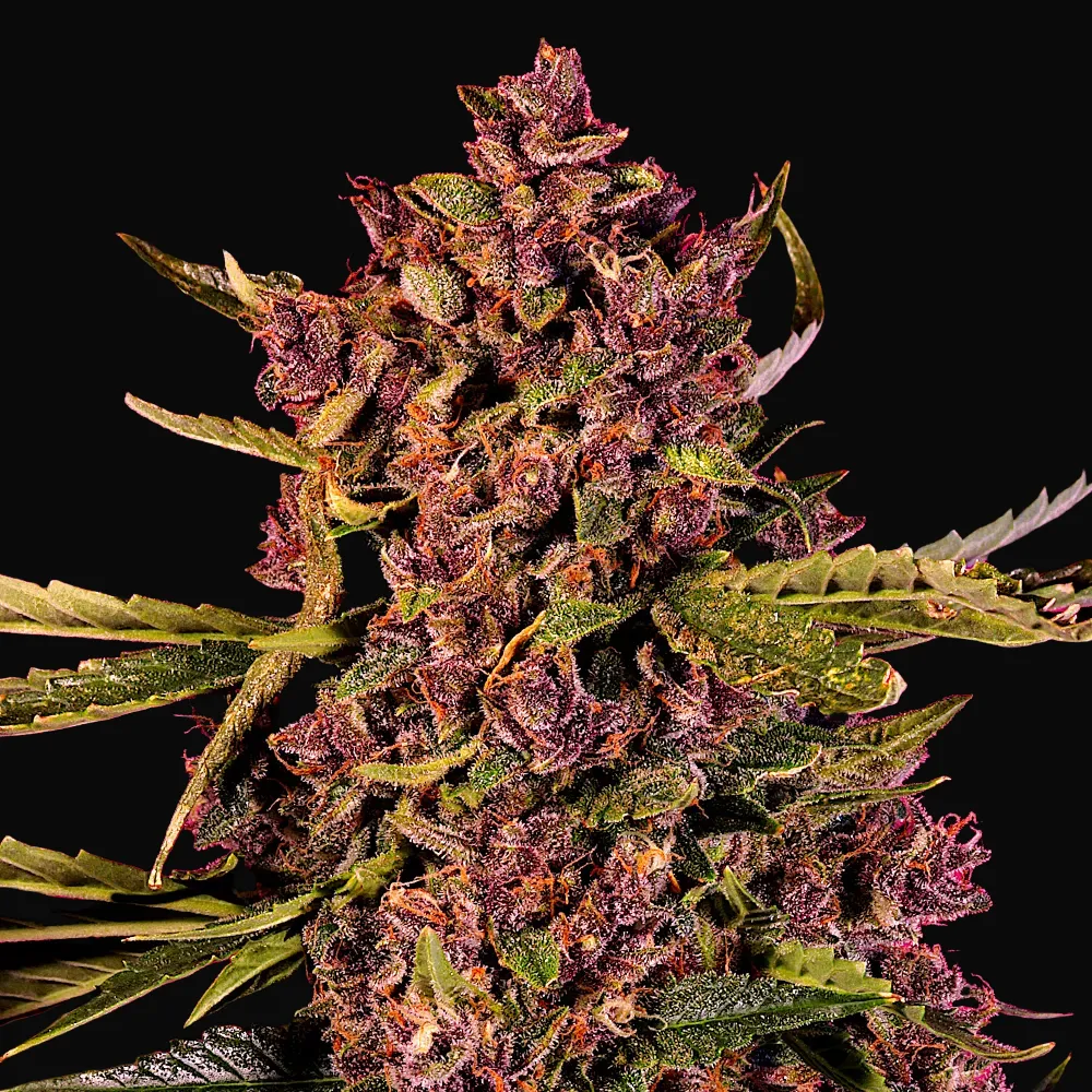 Auto Berry