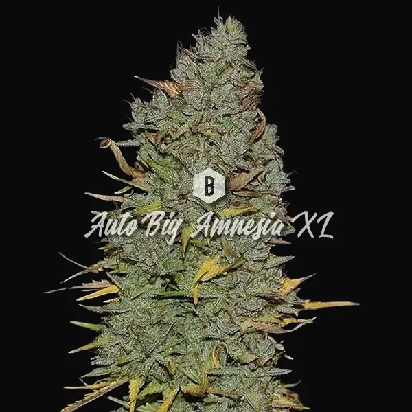 Auto Big Amnesia XL