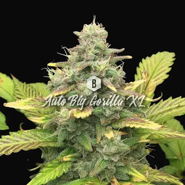 Auto Big Gorilla XL