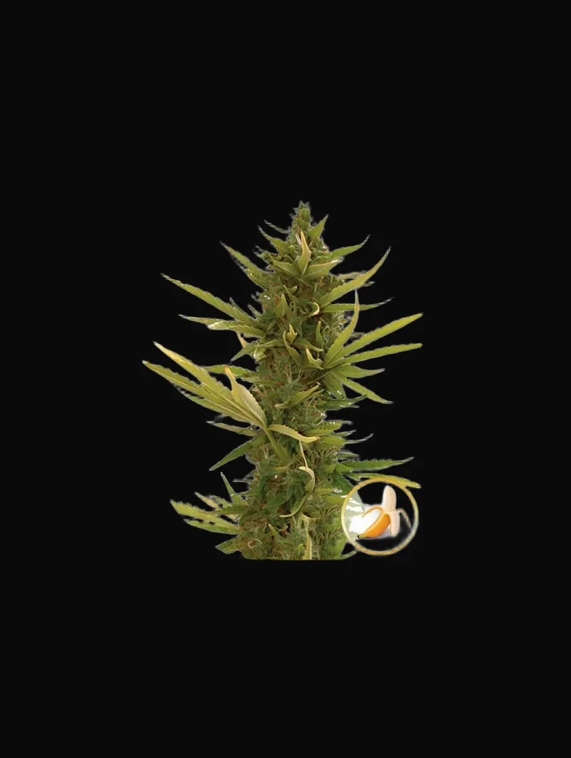 Auto Black Banana