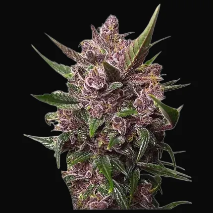 Auto Blackberry Kush