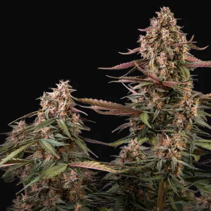 Auto Blackberry Kush