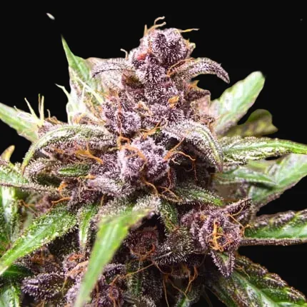 Auto Blackberry Kush