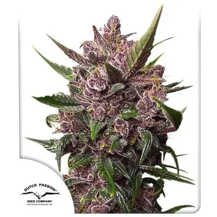 Auto Blackberry Kush