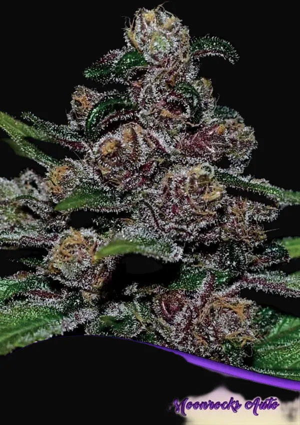 Auto Blackberry Moonrocks
