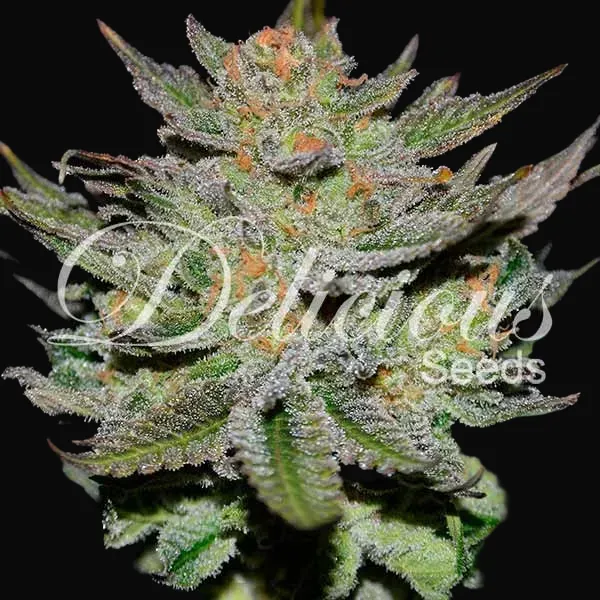 Auto Blue Ace CBD