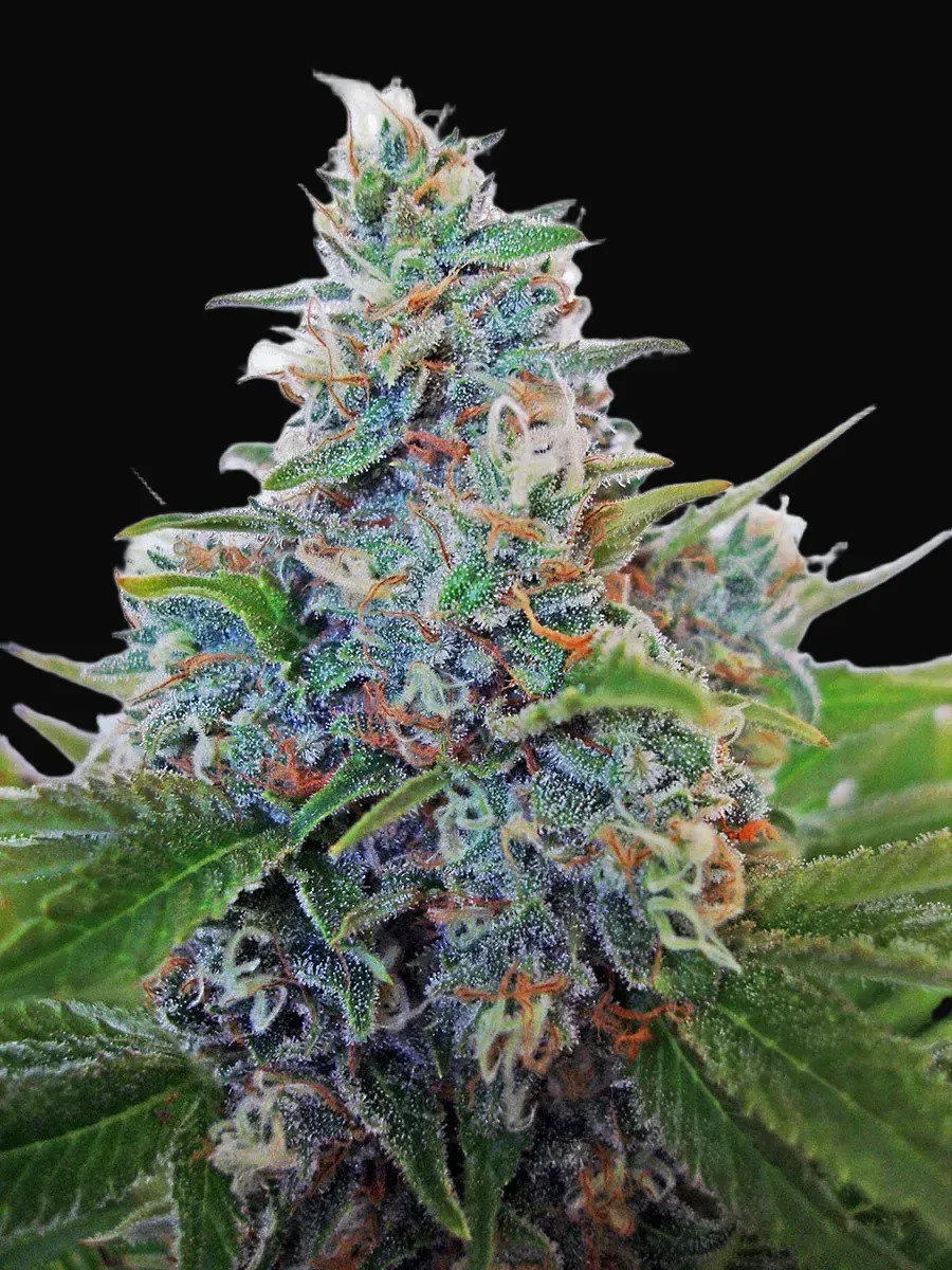 Auto Blue Amnesia