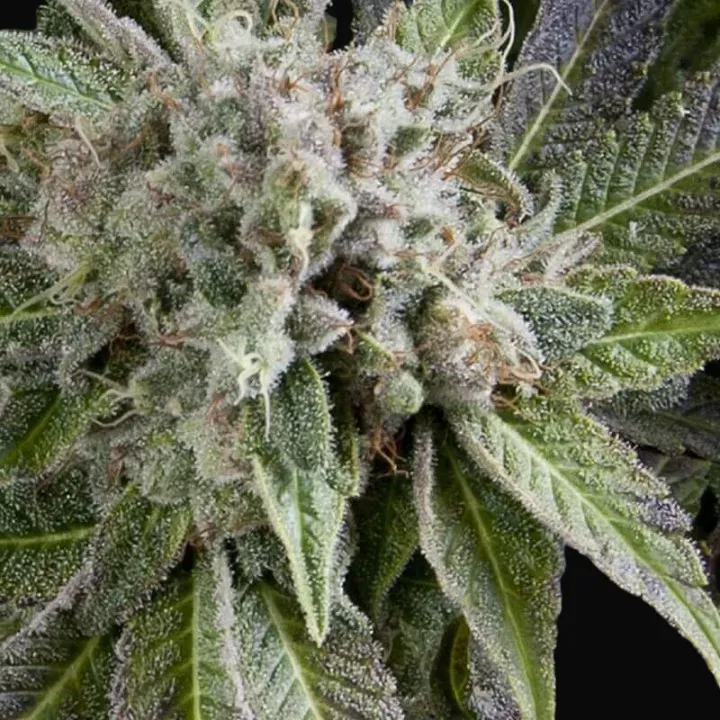 Auto Blue