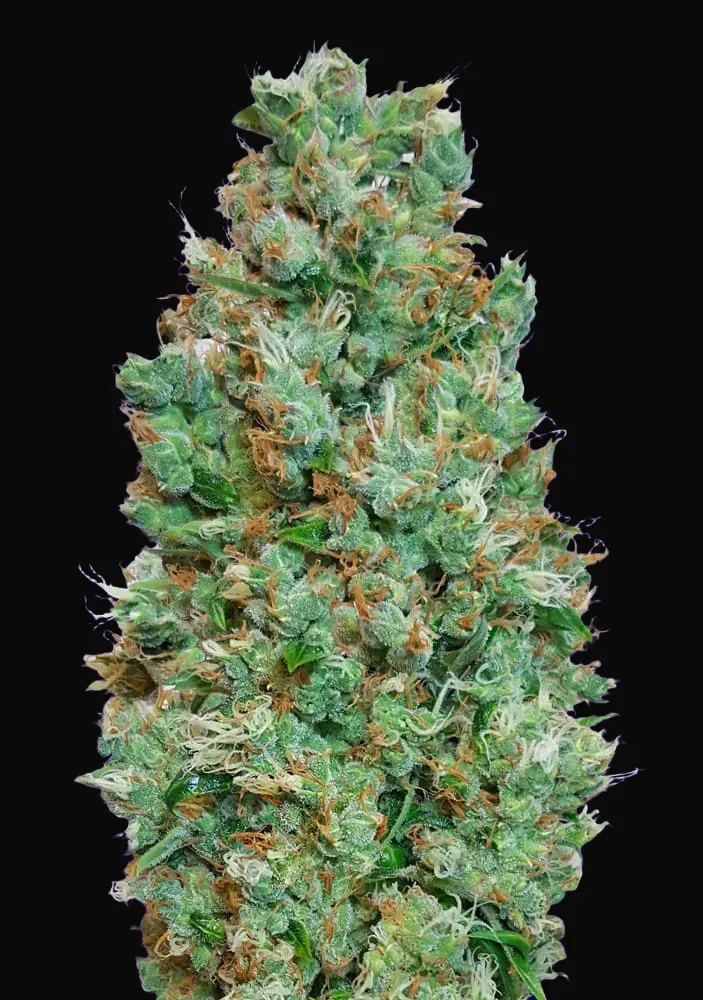 Auto Blueberry