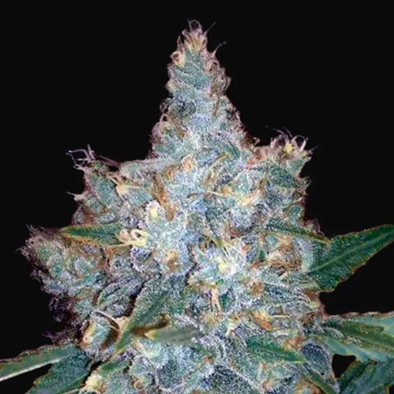 Auto Blueberry Berry