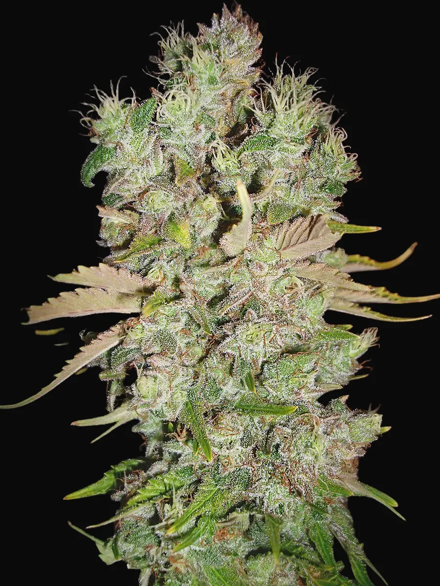 Auto Blueberry Domina