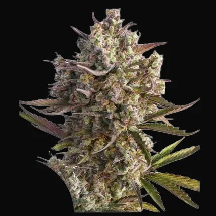 Auto Blueberry