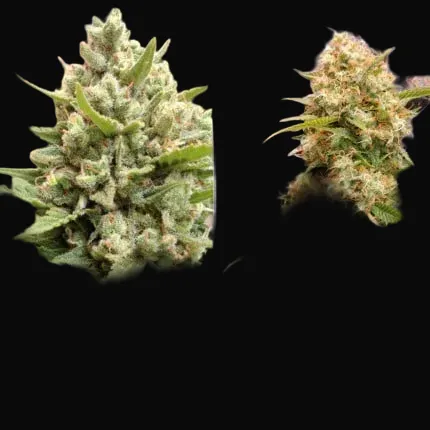 Auto Blueberry
